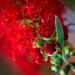 Banksias - Wildflower