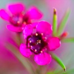 Geraldton Wax Wildflower